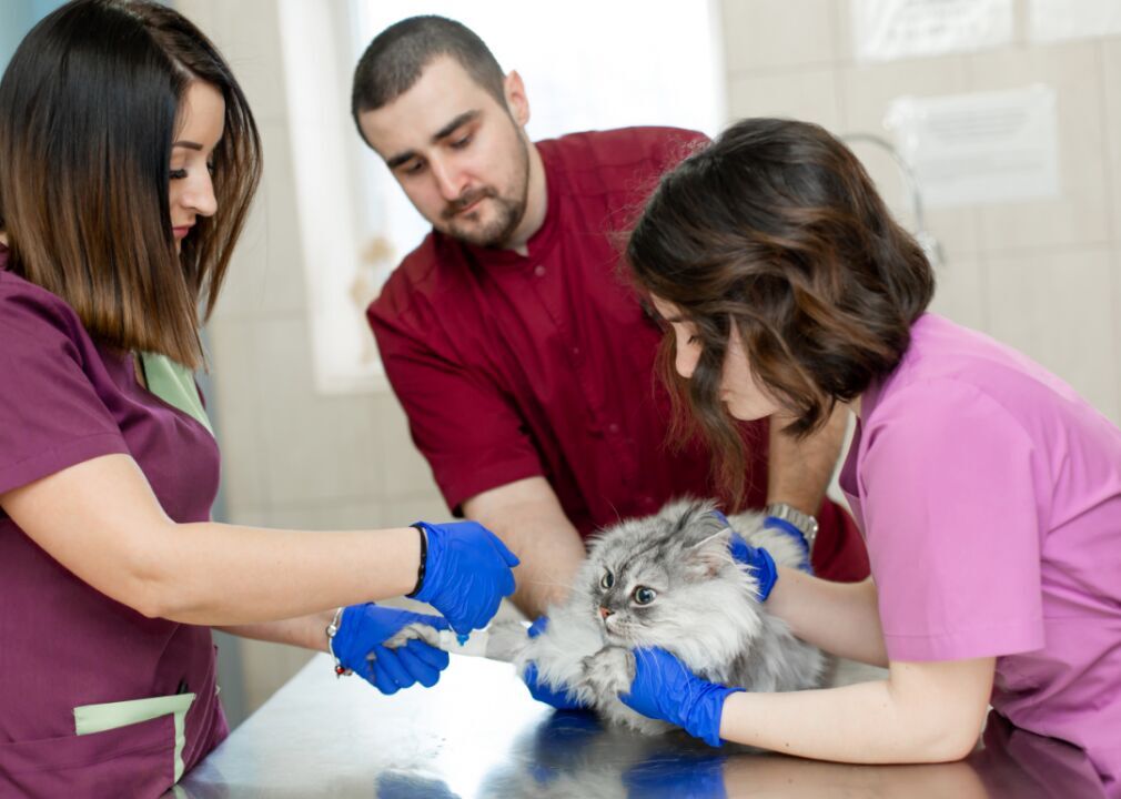 #4. Pet insurance
